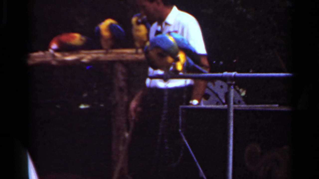 1966 Saint Louis zoo footage shows a man in a white shirt beside blue, yellow, and red parrots on perches.