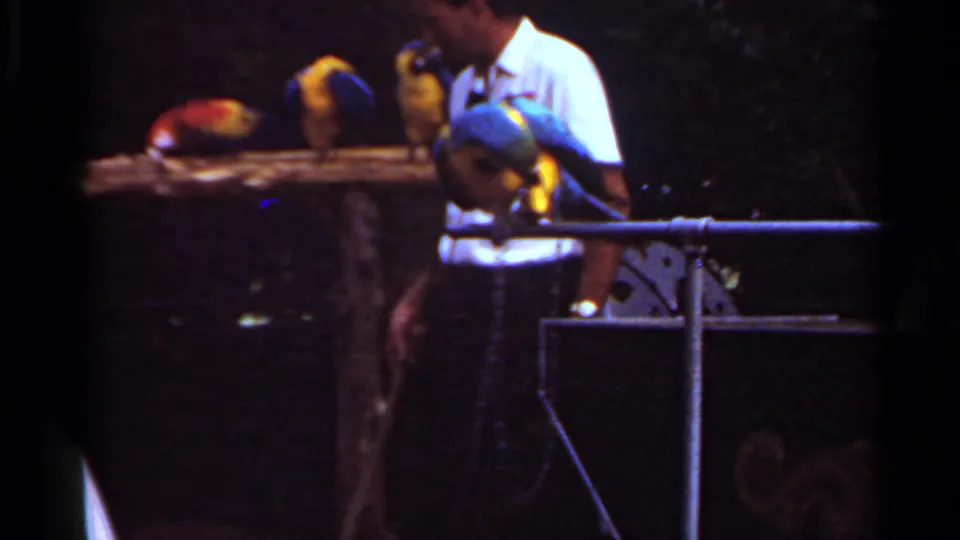 1966 Saint Louis zoo footage shows a man in a white shirt beside blue, yellow, and red parrots on perches.