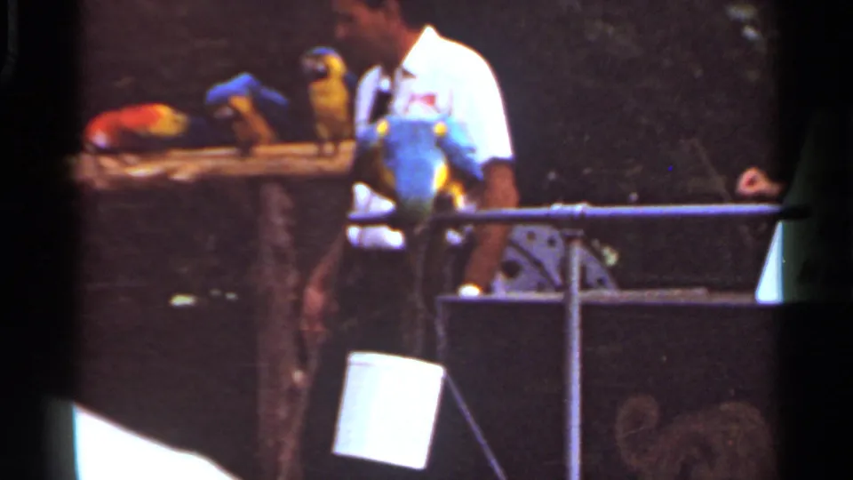 The 1966 zoo scene shows a macaw facing the camera on a rail, with other colorful parrots and a handler behind it.