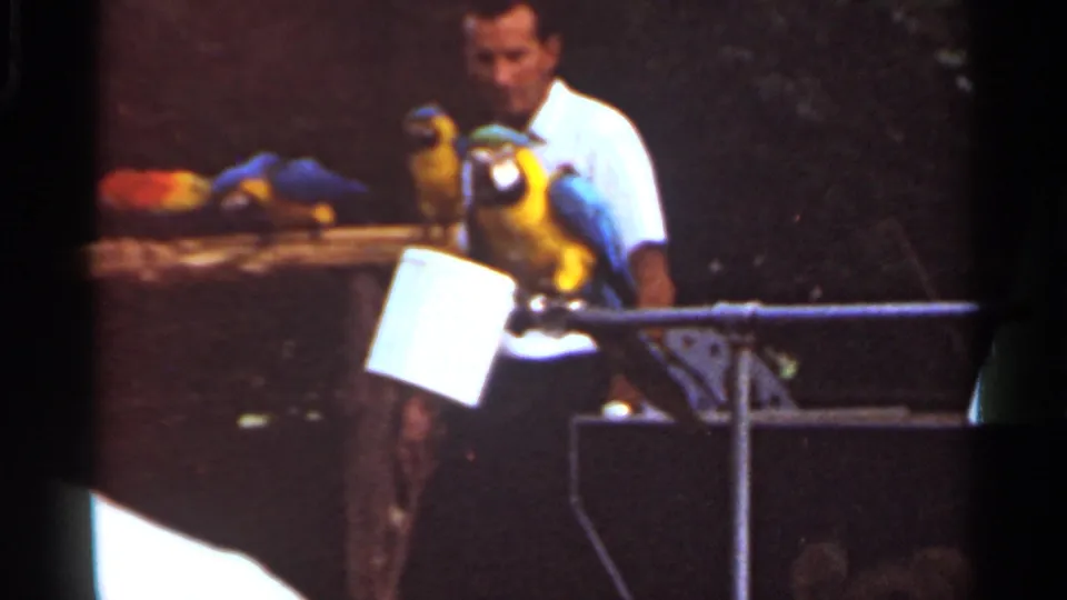 A Saint Louis zoo frame shows the handler behind several parrots, with a blue and yellow macaw prominent near the rail.