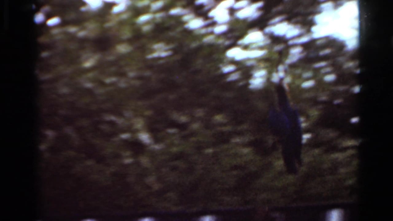 Dark bird or object near foliage in soft 8mm frame.
