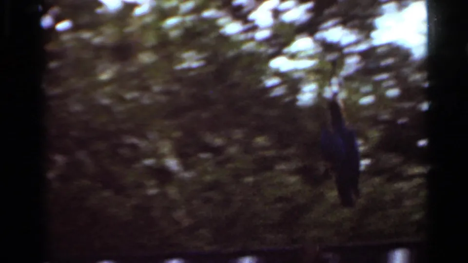 Soft 1966 8mm frame from Saint Louis showing a dark bird-like form or prop against leafy outdoor background.