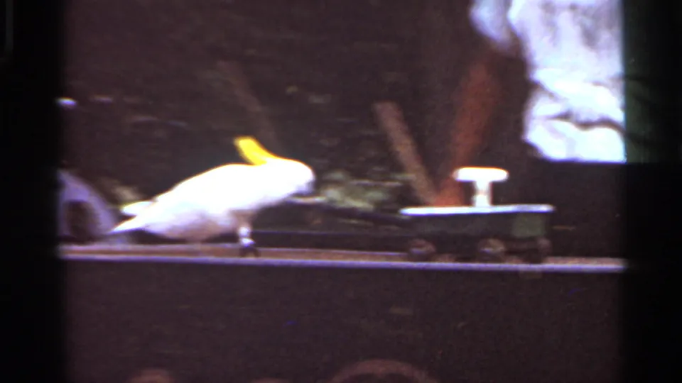White cockatoo with raised yellow crest stands beside a small wheeled cart during the Saint Louis animal act.