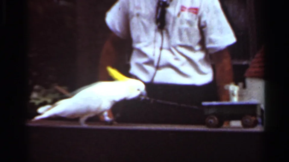 White cockatoo with yellow crest pushes a small wheeled cart as a handler in a white shirt stands behind the stage rail.