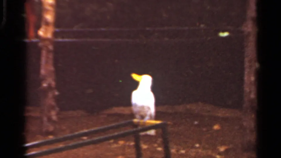 Wider 8mm frame of a white cockatiel with a yellow crest standing on a metal rail outdoors, based on Saint Louis clip metadata.