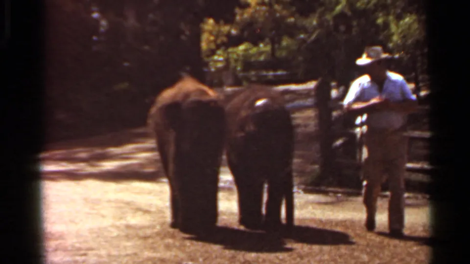 1966 Saint Louis footage showing a light-shirted animal worker walking beside two young elephants on a shaded outdoor path.
