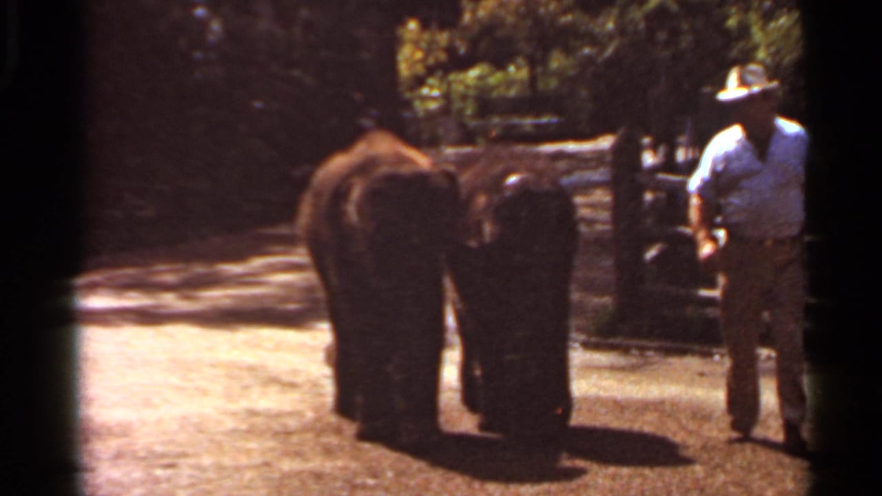 Two smaller elephants walk on a sunlit dirt path beside a man in a light shirt and hat.