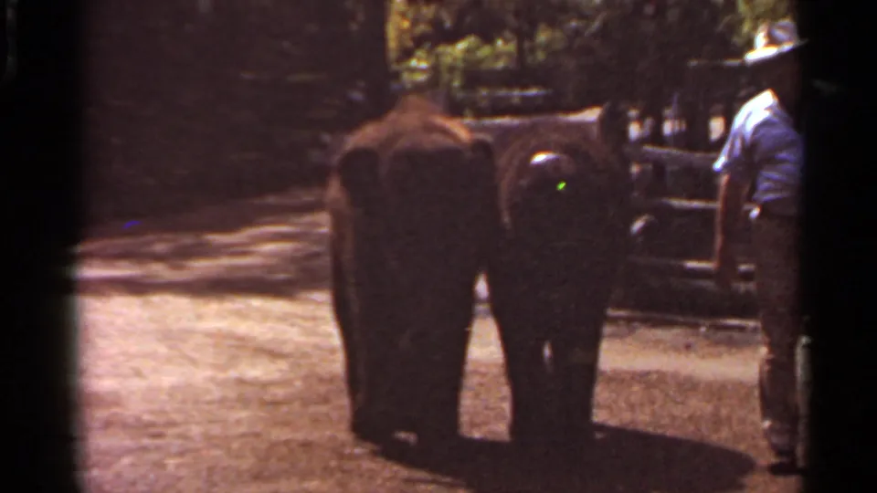 The 1966 Saint Louis home-movie frame shows two smaller elephants on a dirt path, with a man partly visible at the edge near fencing and trees.