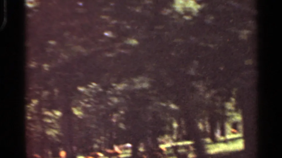 1966 Saint Louis outdoor frame with deer partly visible among trees and dappled grass.
