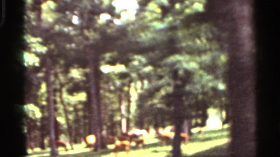 1966 Saint Louis 8mm frame showing deer moving and foraging beneath trees in a sunlit wooded area.