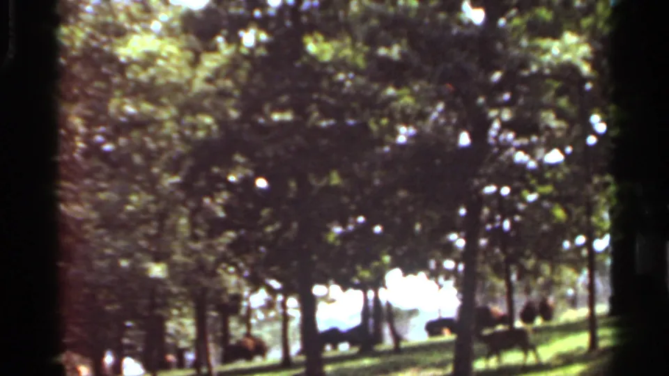 1966 Saint Louis home-movie frame with deer silhouetted under leafy trees beside a bright grassy opening.