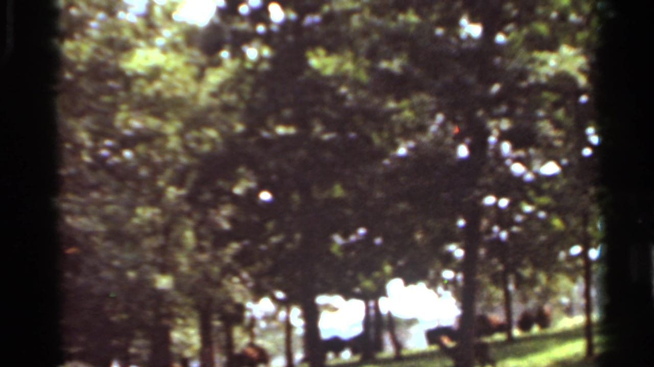 Shaded park trees with deer on grass near bright water or sky beyond.