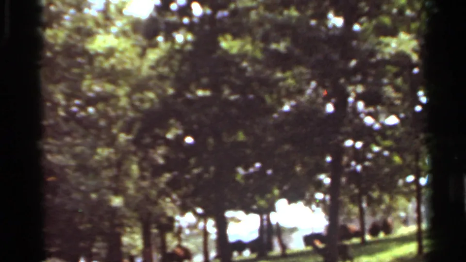 1966 Saint Louis home-movie frame showing shaded trees, green lawn, and deer grazing in a sunlit park setting.