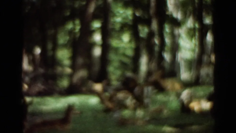 1966 Saint Louis home-movie frame showing deer moving or grazing among shaded trees on green grass.