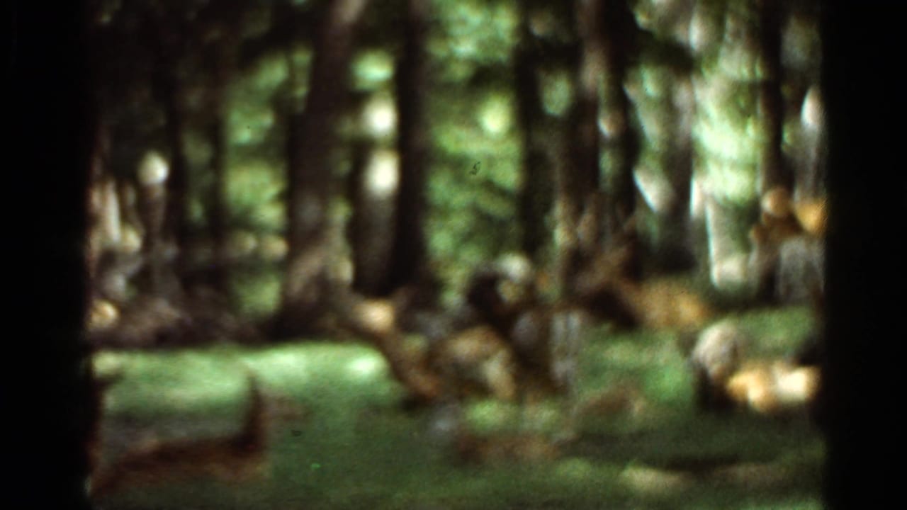 Deer grazing among trees on a shaded forest floor.