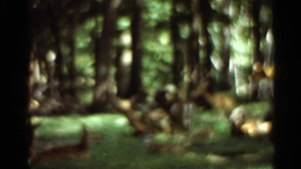 1966 Saint Louis area 8mm frame showing deer grazing in a wooded setting with soft focus and dappled light.