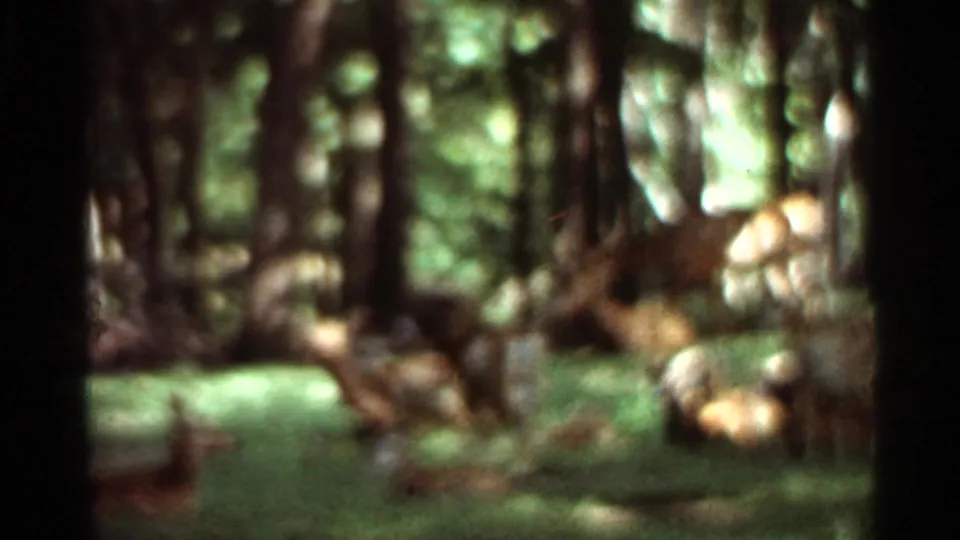 1966 Saint Louis area home-movie frame with deer scattered through a shaded forest clearing.