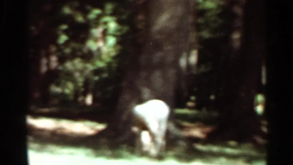 1966 Saint Louis area 8mm frame showing a pale deer grazing near large trees in a shaded woodland.