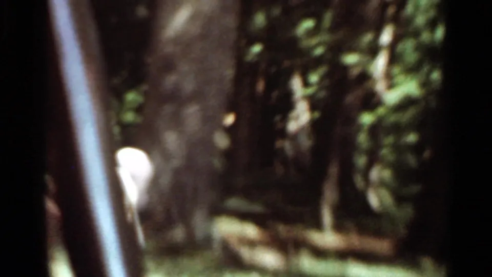 1966 Saint Louis area frame with a deer grazing in deep shade near trees and fallen wood.