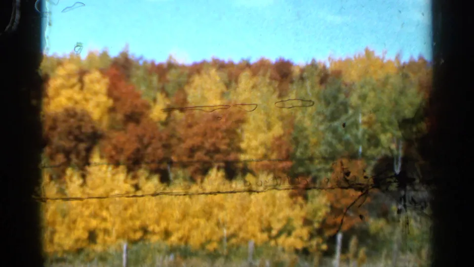 Wide 1966 home-movie view near Sauk Centre showing colorful autumn woods under a clear blue sky, with visible film scratches.