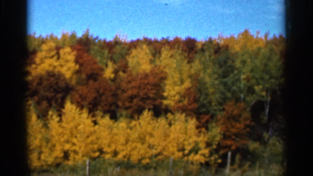 1966 Sauk Centre, Minnesota 8mm frame showing colorful autumn woodland beneath a clear blue sky, framed by dark film edges.