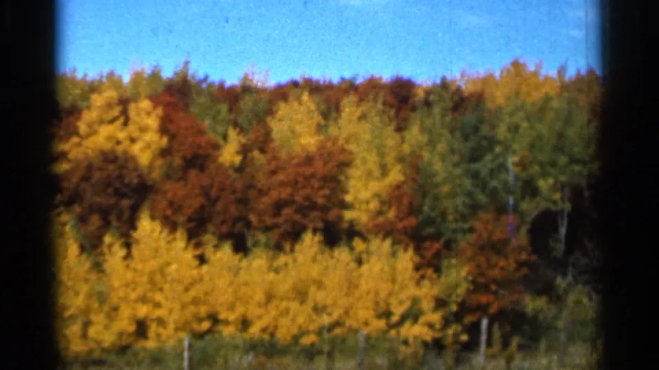 1966 Sauk Centre, Minnesota frame of autumn woodland with dense yellow, red, and green trees and visible 8mm gate borders.