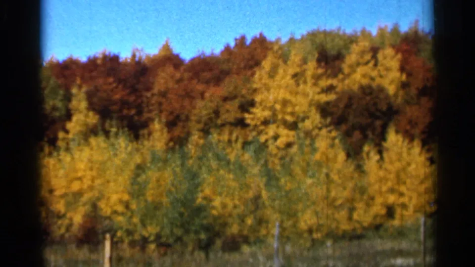 1966 Sauk Centre, Minnesota 8mm view of fall trees with a grassy lower edge and a few pale fence posts in front.