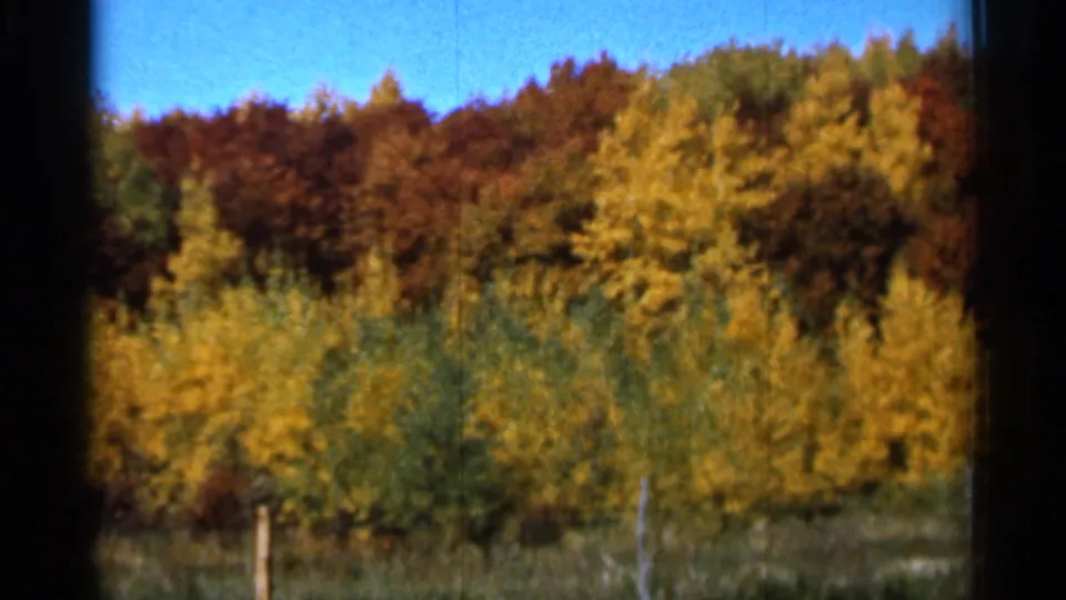 1966 Sauk Centre, Minnesota frame showing layered fall foliage, grassy foreground, and narrow fence posts within dark film borders.