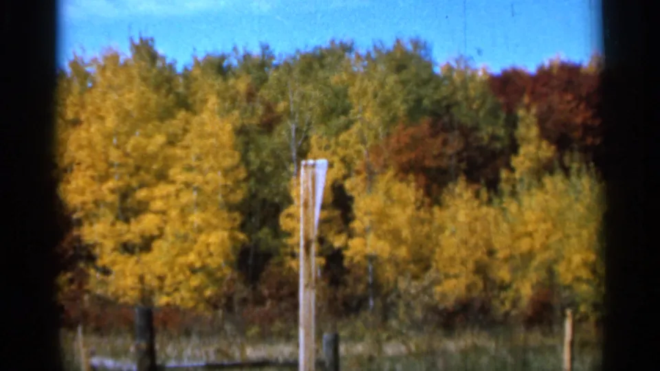 1966 Sauk Centre 8mm frame showing yellow autumn trees, a clear blue sky, brush, and wooden fence posts at the edge of the scene.