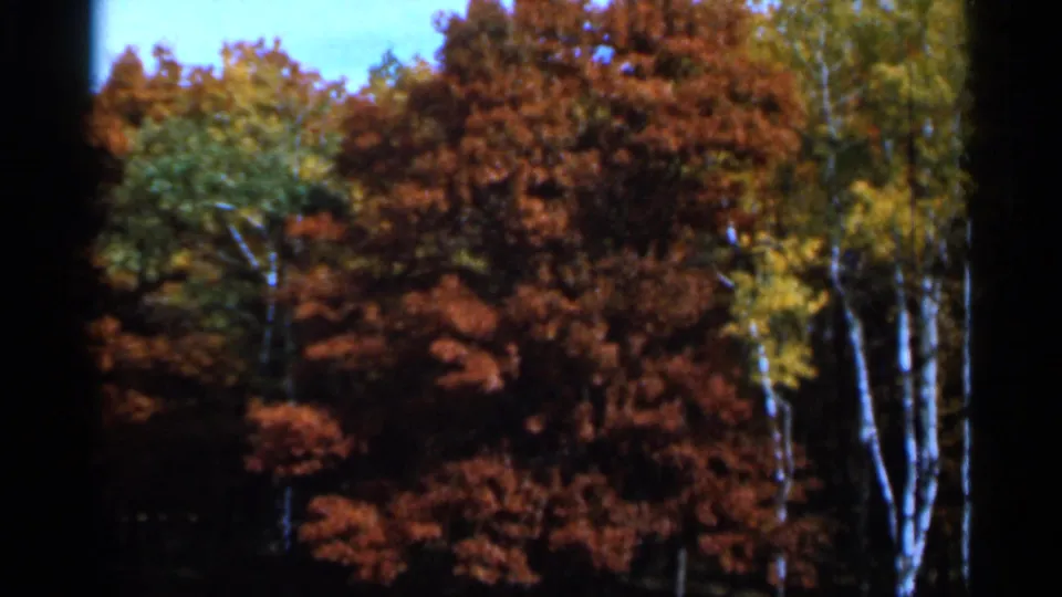 1966 Sauk Centre 8mm frame showing red-orange foliage, yellow-green leaves, white tree trunks, and a shaded lower foreground.