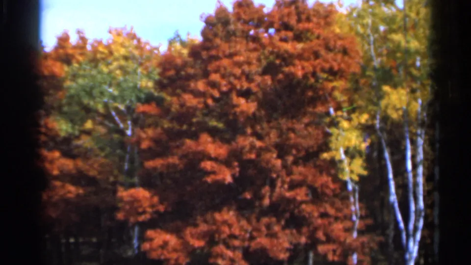 1966 Sauk Centre home-movie frame showing colorful autumn woodland and pale birch trunks under clear sky.