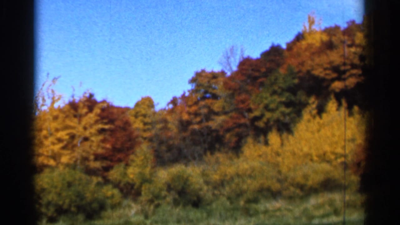 Wooded hillside and brush with autumn colors beneath a bright blue sky.