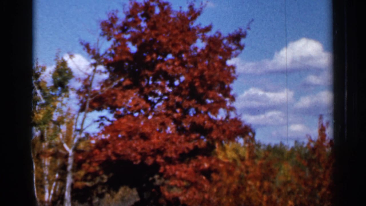 1966 8mm home-movie frame from Sauk Centre, Minnesota, showing a red autumn tree and windy roadside greenery under scattered clouds.
