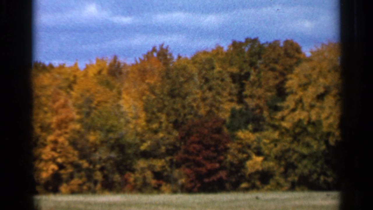 Autumn-colored woodland beyond a strip of grass beneath a cloudy blue sky.