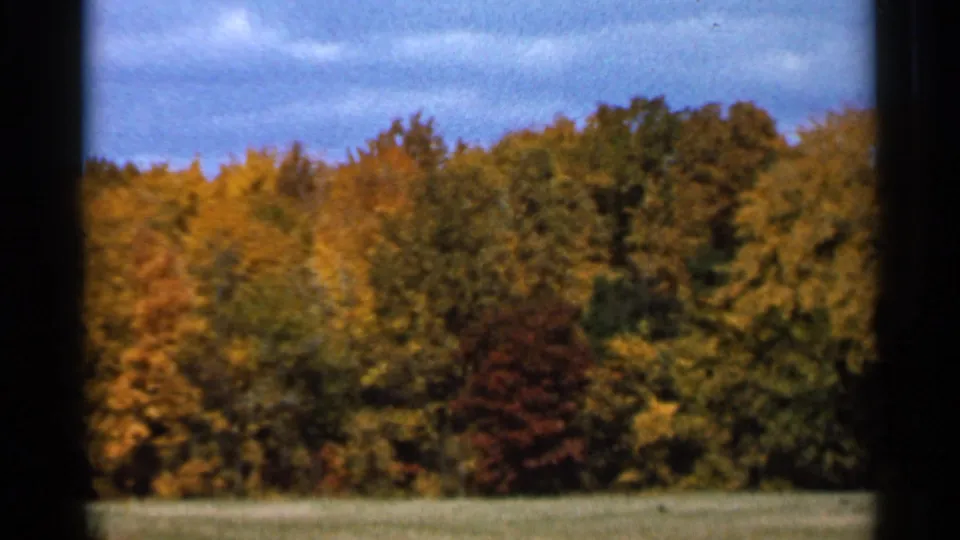 1966 Sauk Centre frame of dense fall-colored trees beyond open grass, with yellow and green foliage under a blue sky.