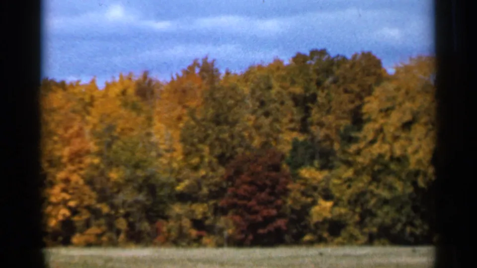 1966 Sauk Centre 8mm frame showing a dense autumn forest edge with golden, green, and red foliage above a grassy foreground.