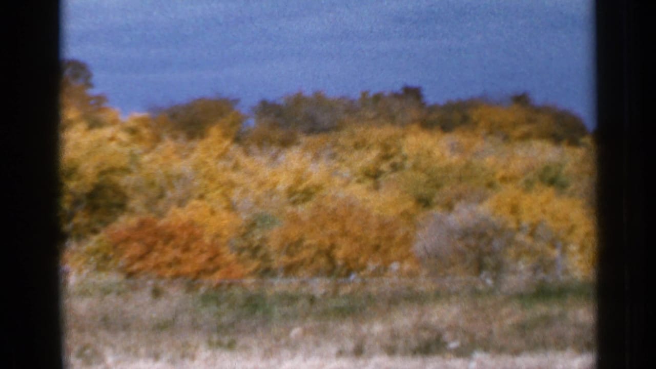 Colorful fall tree line and dry field divided by vertical dark framing.