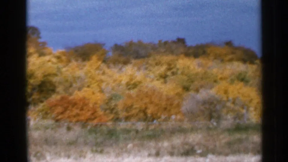 1966 Sauk Centre, Minnesota view of orange and yellow autumn trees across a field, with dark vertical framing and soft 8mm color.