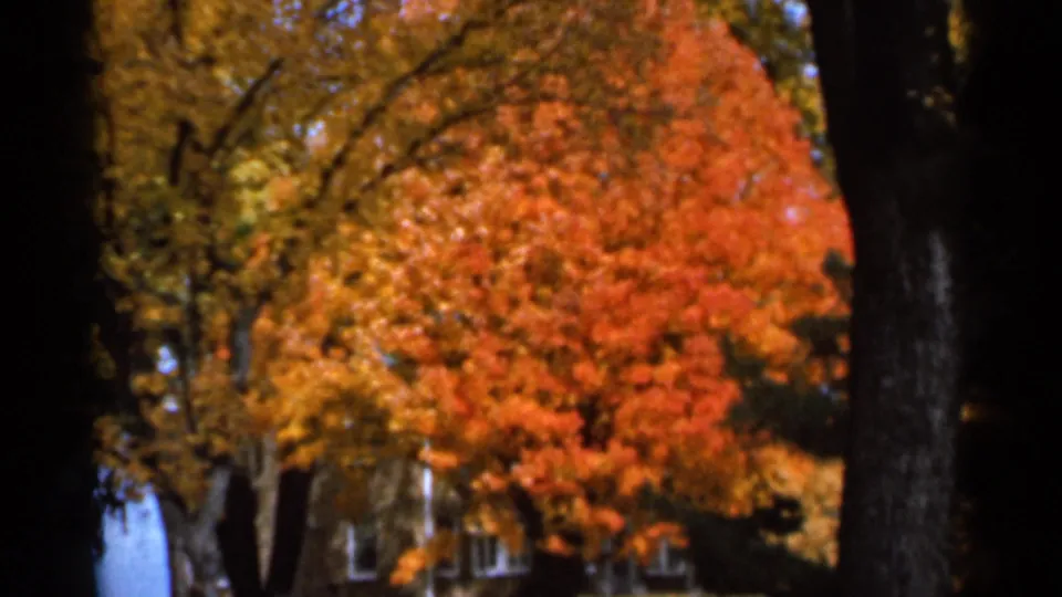 1966 Sauk Centre frame showing saturated red and orange autumn leaves, nearby trunks, and a residence partly obscured in the background.