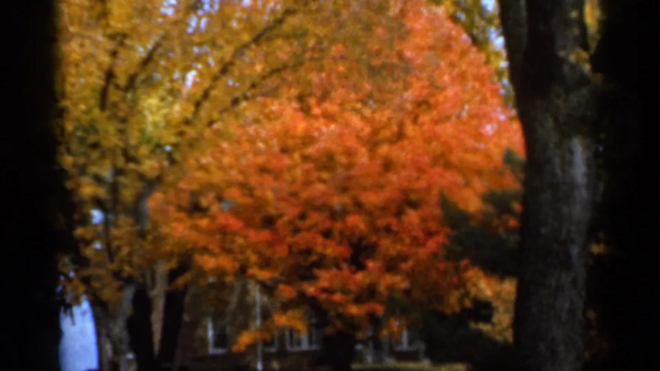 Soft 8mm frame from Sauk Centre in 1966 showing dense red-orange fall foliage, tree trunks, and a partially obscured house.