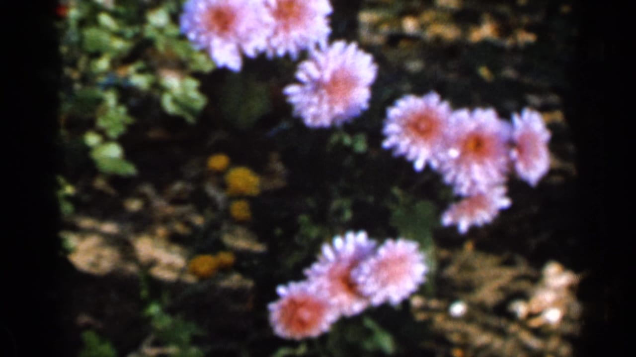 1966 Sauk Centre home-movie frame showing soft-focus purple-pink chrysanthemums, green leaves, and small yellow flowers in sunlight.