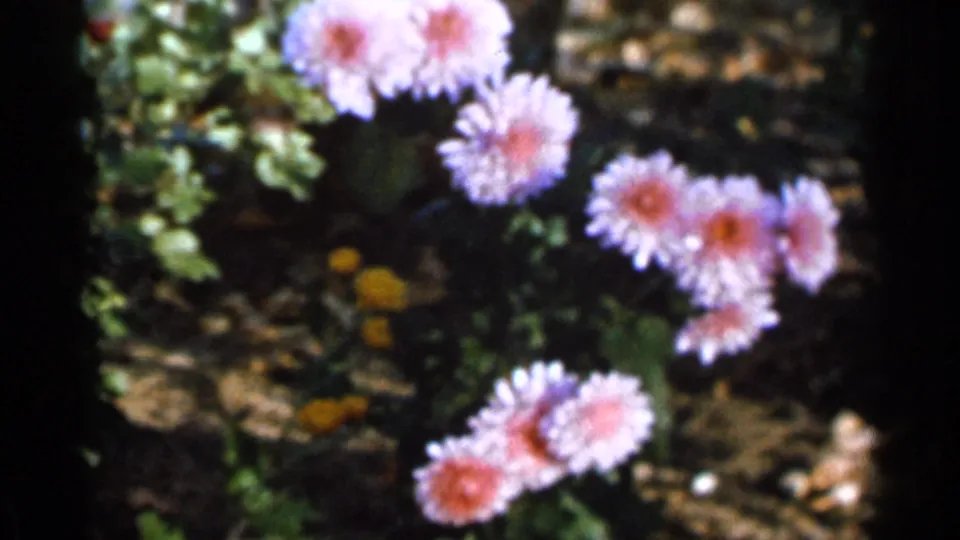 1966 Sauk Centre garden view with purple-pink chrysanthemums, leafy stems, yellow flowers, and dark 8mm frame edges.