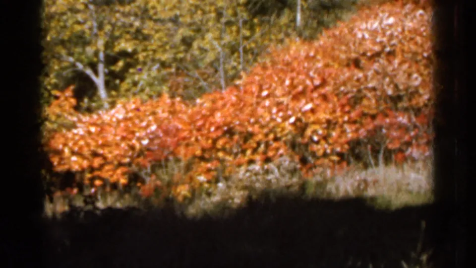 1966 Sauk Centre outdoor frame showing orange autumn trees, pale trunks, dry grasses, and a shadowed foreground.