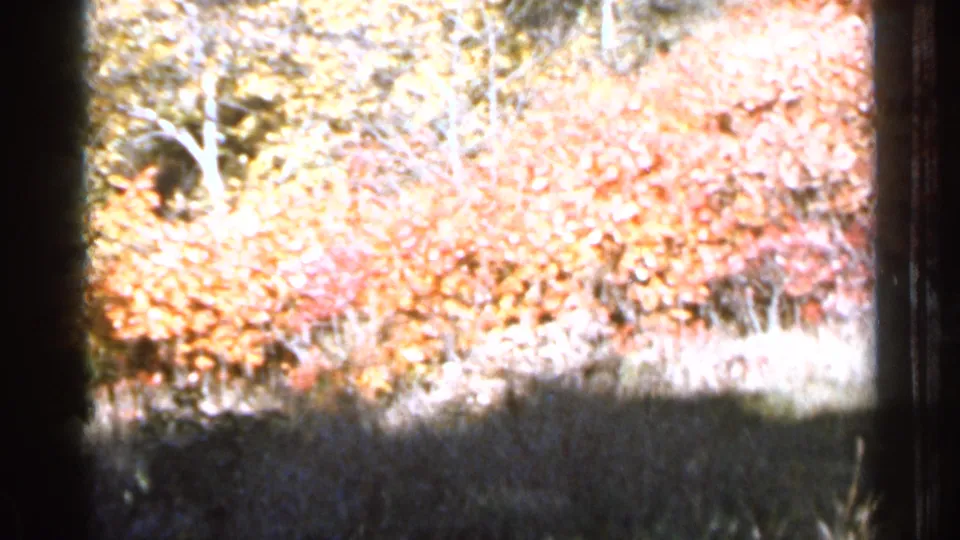 1966 Sauk Centre home-movie frame with overexposed autumn foliage, pale tree trunks, grasses, and heavy foreground shadow.