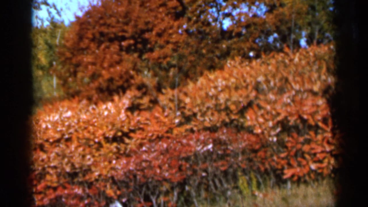 Red and orange autumn shrubs and trees framed by dark 8mm film edges.