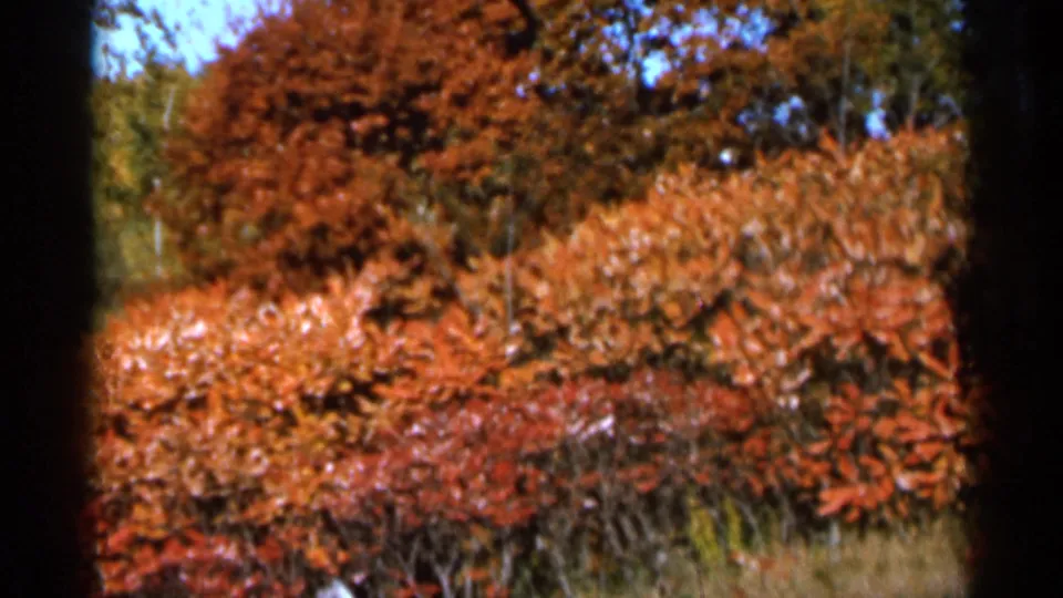1966 Sauk Centre, Minnesota home-movie frame showing dense red and orange autumn foliage with green trees behind it.