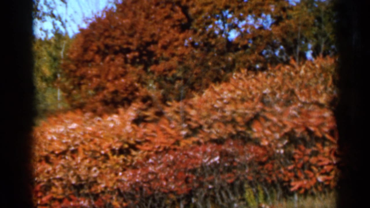 Autumn foliage with orange shrubs and darker red trees under blue sky.