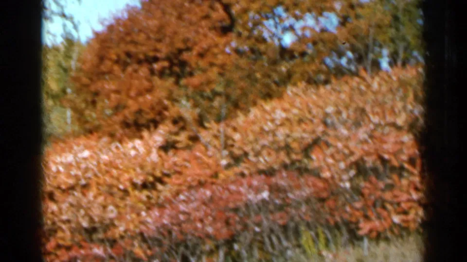 1966 Sauk Centre, Minnesota home-movie frame showing soft, handheld autumn shrubs in red and orange tones.