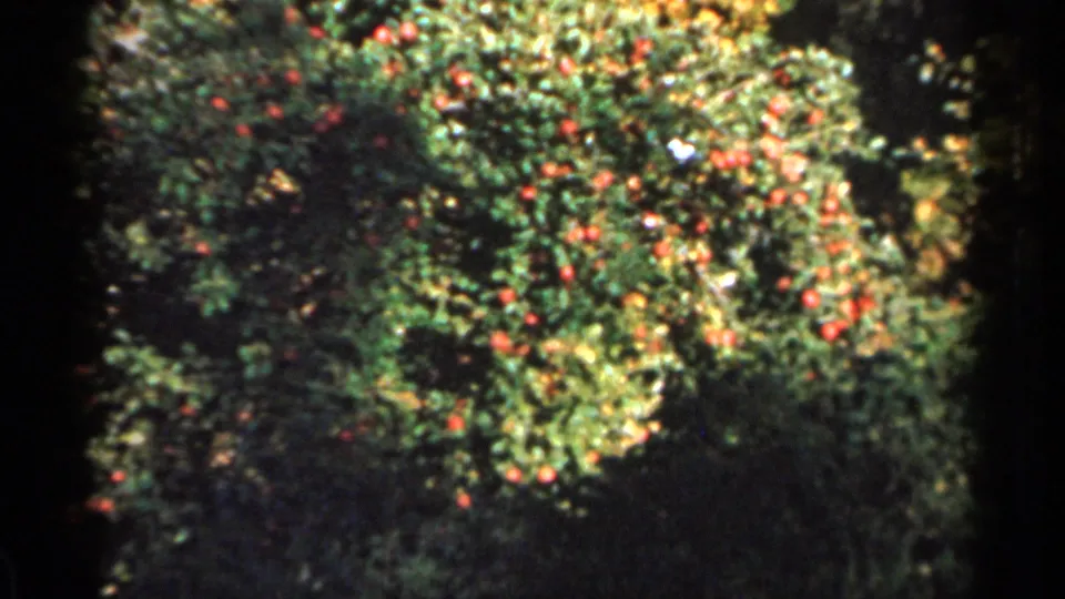 1966 Sauk Centre, Minnesota frame showing a green-leaved apple tree with numerous red apples against darker shaded foliage.