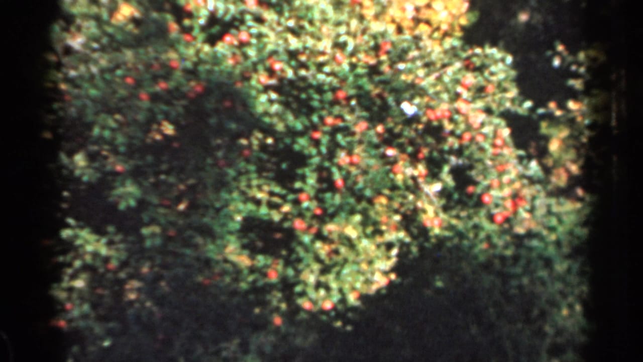 Green tree branches with clusters of red berries in soft 8mm color.